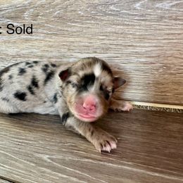 Miniature Australian Shepherd Puppies from Kyn's Kennel