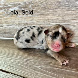 Miniature Australian Shepherd Puppies from Kyn's Kennel