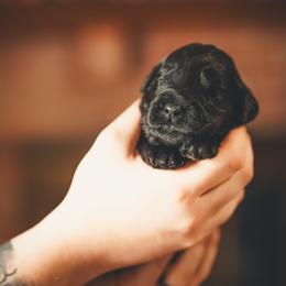 Ares - Phantom male Goldendoodle puppy in Portsmouth, Virginia from Hopping Howlers Ranch
