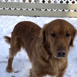 Willow - Golden Retriever