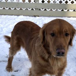 Willow - Golden Retriever