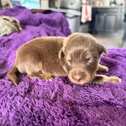 Copper - Red tri-color male Australian Shepherd puppy in Charlotte, North Carolina from Awesome Aussies