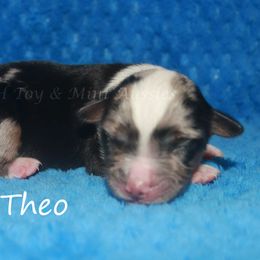 Theo - Blue merle male Miniature American Shepherd puppy in Godley, Texas from Flying H Toy and Mini Aussies