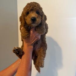 George Washington - Apricot male Cavapoo puppy in Payson, Utah from Country Sky Doodles