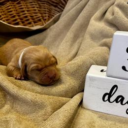 Boy 5 - male Labrador Retriever puppy in La Plata, Maryland from DeVoy Country Labs