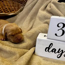Boy 5 - male Labrador Retriever puppy in La Plata, Maryland from DeVoy Country Labs