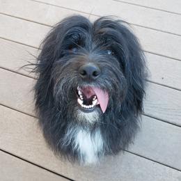 Teddy - Coton de Tulear