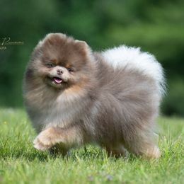 Gus - Pomeranian