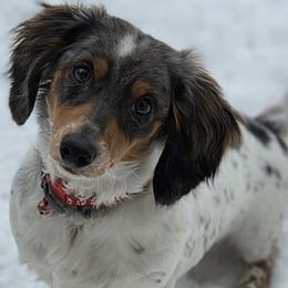 Lacey - Dachshund