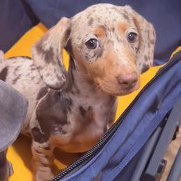 Dachshunds from Tristan Mini Dachshunds