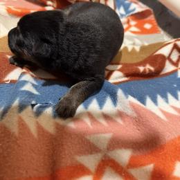 German Shepherd Puppies from Smithcoshepherds