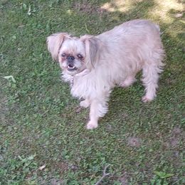 Daisy mae - Brussels Griffon