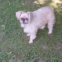 Daisy mae - Brussels Griffon