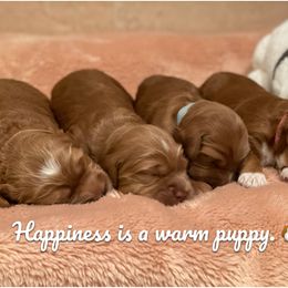Australian Labradoodle Puppies from Iowa's Lake Park Labradoodles