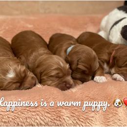Australian Labradoodle Puppies from Iowa's Lake Park Labradoodles