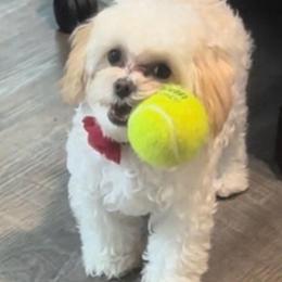 Roo - Maltipoo