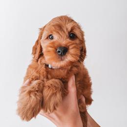 Oak (Silver) - Red  male Goldendoodle puppy in Beaverton, Oregon from Henry Elliots