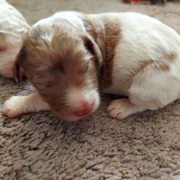 Aussiedoodle Puppies from S & L Oodles of Doodles