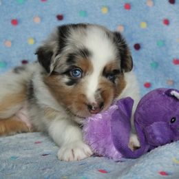 Australian Shepherd Puppies from Faith Valley Australian Shepherds