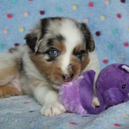 Australian Shepherd Puppies from Faith Valley Australian Shepherds