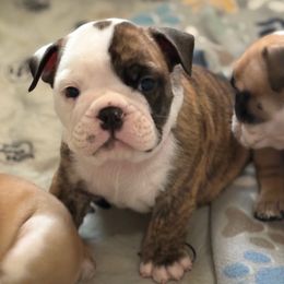 Joey - Grey - Fawn brindle and white male Bulldog puppy in Krum, Texas from K & K Little Blessings
