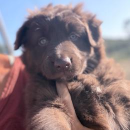 Promise - Yellow Collar - Red tri-color female Australian Shepherd puppy in San Marcos, California from Faith Family Freedom Farm