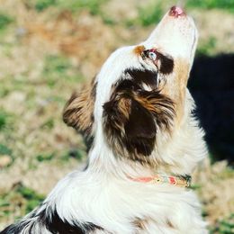 Australian Shepherds, Miniature American Shepherds, and Toy Australian Shepherds from Blue’s Family Aussies
