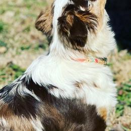 Australian Shepherds, Miniature American Shepherds, and Toy Australian Shepherds from Blue’s Family Aussies