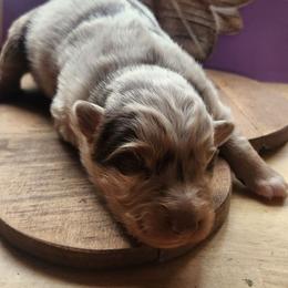 Citka - Red merle female Australian Shepherd puppy in Cable, Ohio from Resolute Aussies