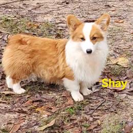 Shay - Pembroke Welsh Corgi