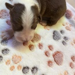 Rocky - Red tri-color male Australian Shepherd puppy in Springfield, Oregon from Shelter Cove Aussies