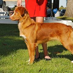 Nova Scotia Duck Tolling Retrievers from Mountain Ranch Tollers