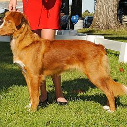 Nova Scotia Duck Tolling Retrievers from Mountain Ranch Tollers