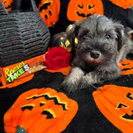 Take 5 - Salt and pepper female Miniature Schnauzer puppy in Rosemount, Minnesota from Weiland's Ruby
