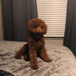 Kingston - Poodle