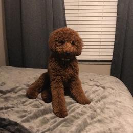 Kingston - Poodle