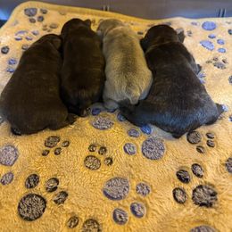 Brindle girl 1 - Brindle female French Bulldog puppy in Grand Praire, Texas from Von Darr Kennels