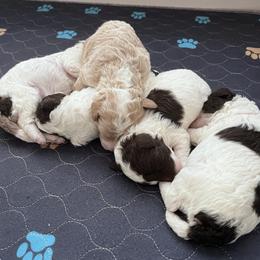 Bernedoodle puppies from Allie's Southern Doodles