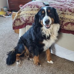 Bernese Mountain Dogs from Champion Creek Kennel