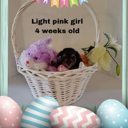 Shelby's light pink girl - Black and tan female Yorkshire Terrier puppy in Inverness, Florida from Luvayorkie&more