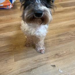 June - Miniature Schnauzer