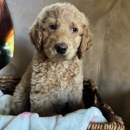 Amber - Apricot female Goldendoodle puppy in Easley, South Carolina from Our Darling Doodles