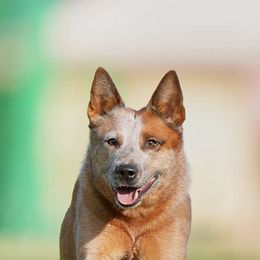 Dotty - Australian Cattle Dog