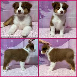 Red tri female pink collar - Red tri-color female Australian Shepherd puppy in Castle Rock, Washington from Zoolo Kennels “HOF”