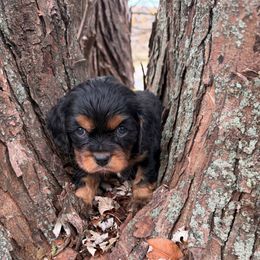 Daisy - Black and tan female Cavalier King Charles Spaniel puppy in Avoca, New York from Palladino’s Cavaliers of Upstate NY