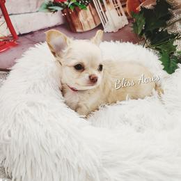 Pearl - Cream and white female Chihuahua puppy in Ponca City, Oklahoma from Bliss Acres Farm