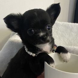Girl 1 - Black and white Chihuahua puppy in Springfield, Missouri from Casadelopez Tails