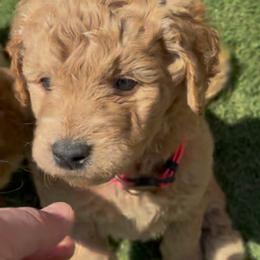 Daenerys - Red  female Goldendoodle puppy in Richmond, Texas from Harper’s Heartbeats