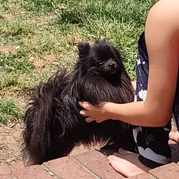 Fuzzy - Pomeranian