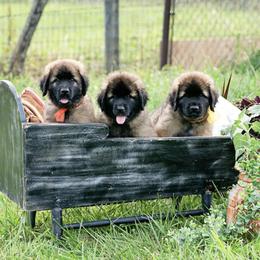 Dachshunds and Leonbergers from Smokey Mountain Leos/Black Forest WHD